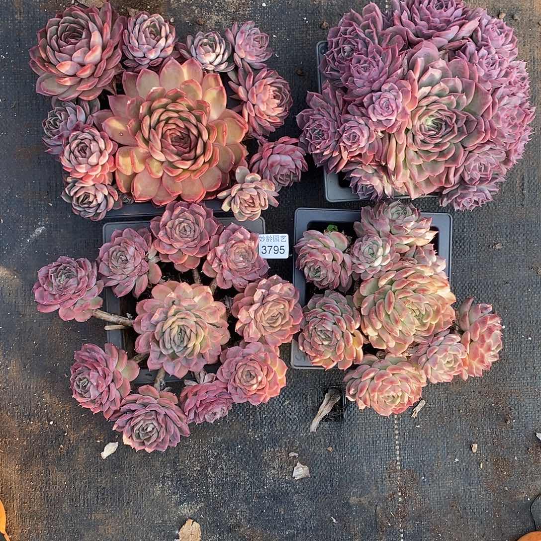 秋***歌3795四颗不包整散掉头不售后～18厘米