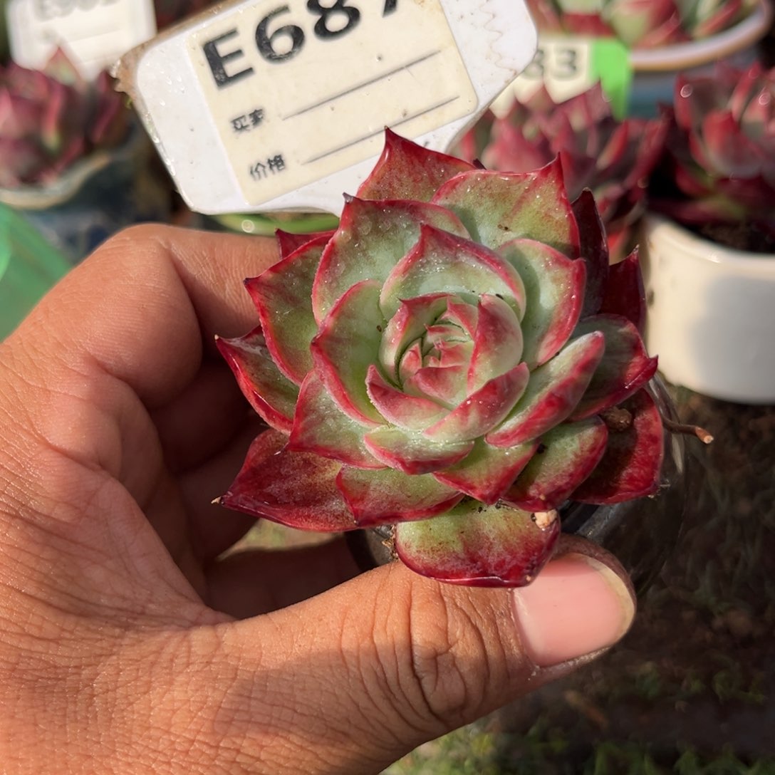 惊鸿一瞥687好的多肉