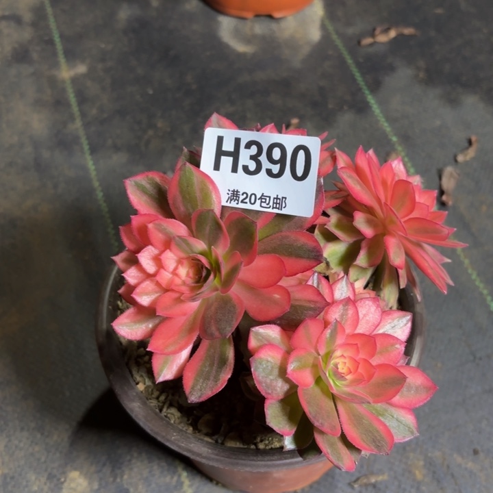 瑞妈多肉植物，390黑魔锦，有盲芽