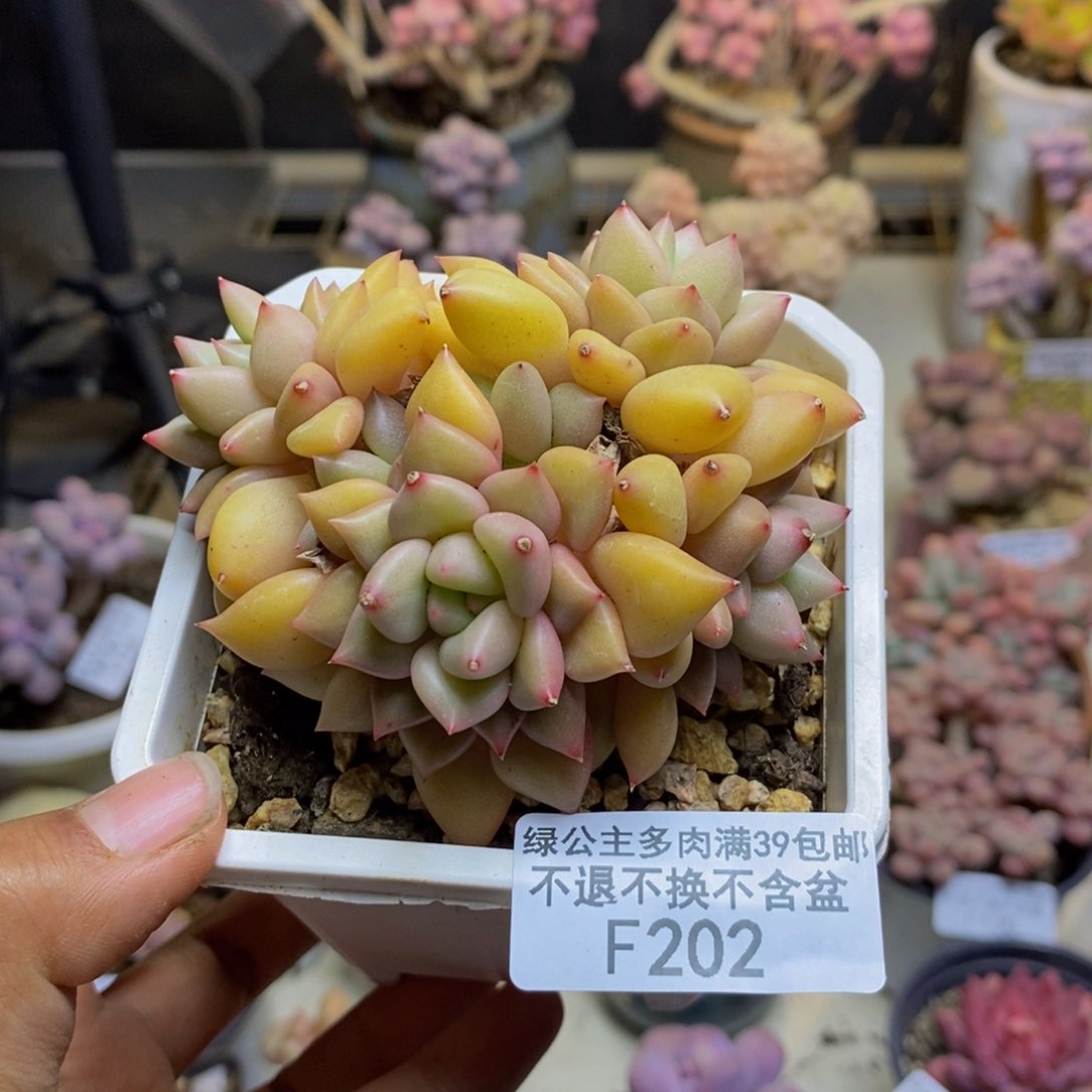 202黄金象牙多肉7c m