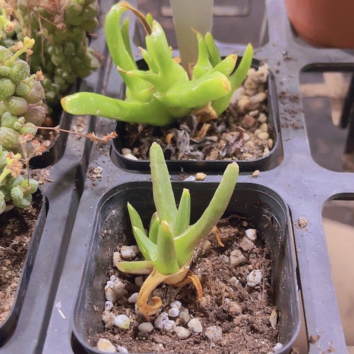 精品不知名水泡B30号