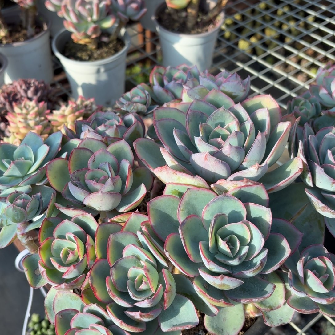 蓝光多肉20㎝盆大号