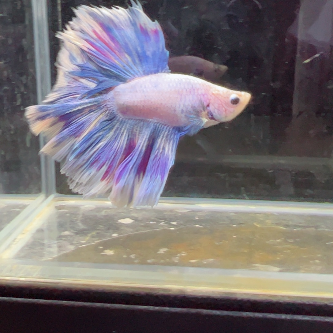 斗鱼浅色特殊尾hhhh