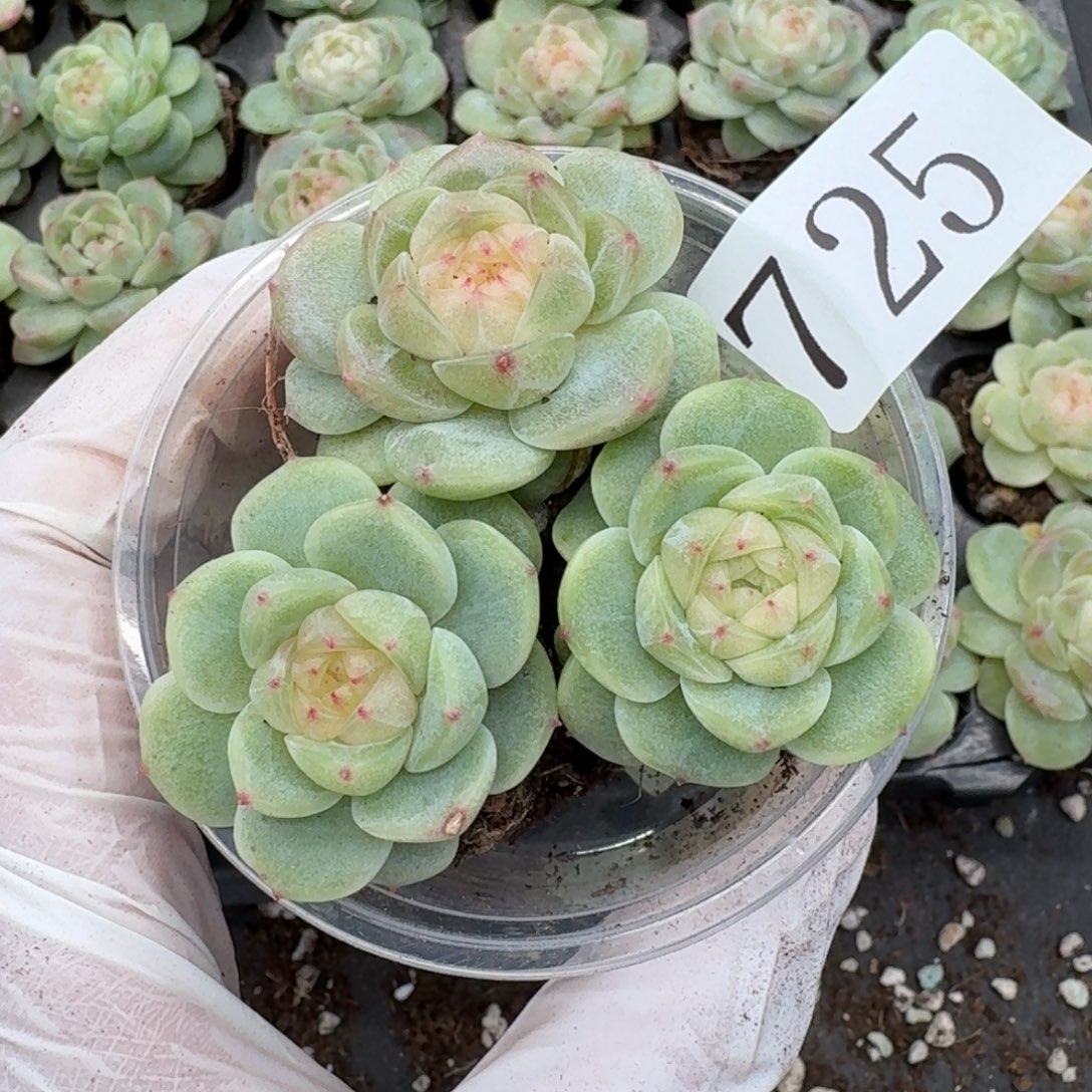 多肉植物多肉植物725