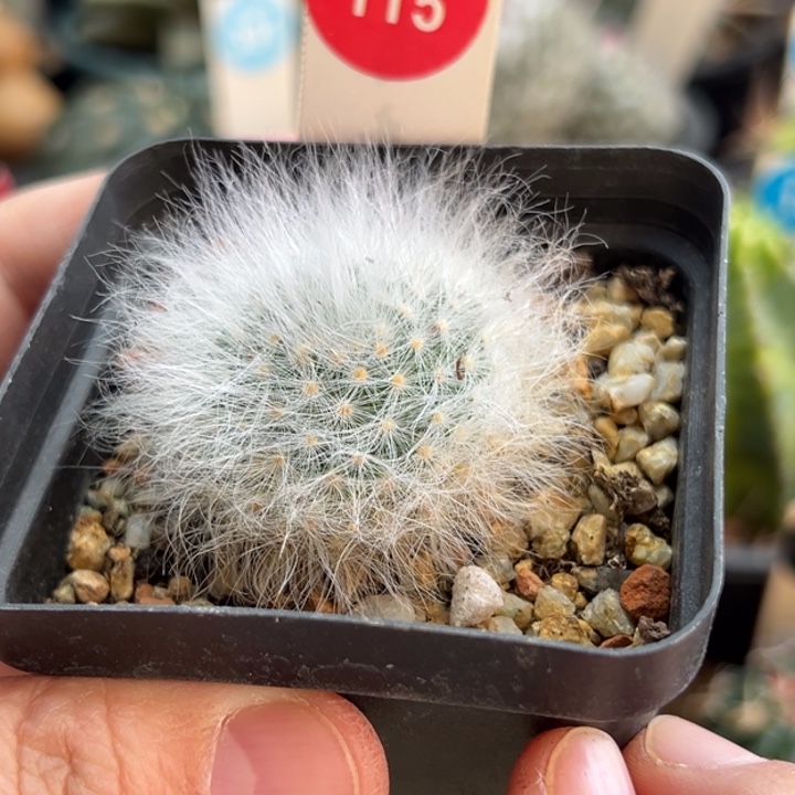 实生无刺丽光殿一棵仙人球