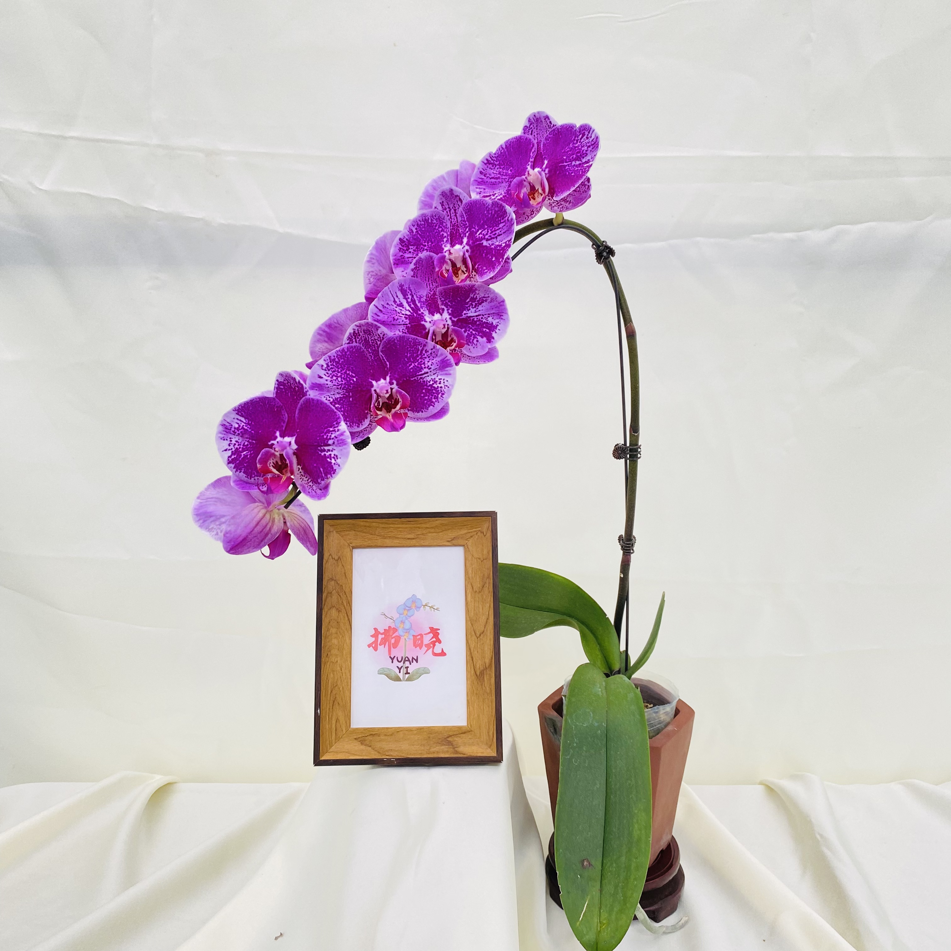 拂晓蝴蝶兰（大财主带花）开花珠发货