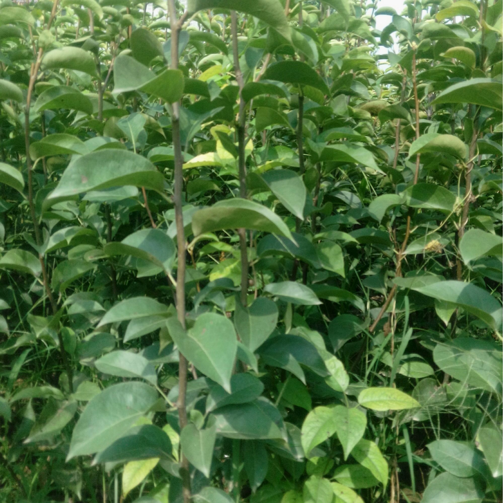 山农酥梨优质嫁接苗适合南北方阳台庭院盆栽地栽