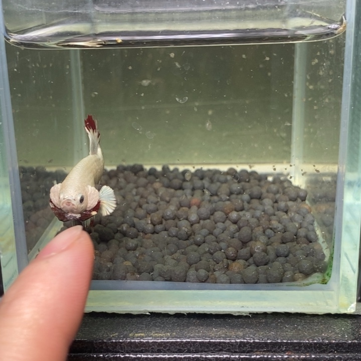 斗鱼泰国斗鱼152号