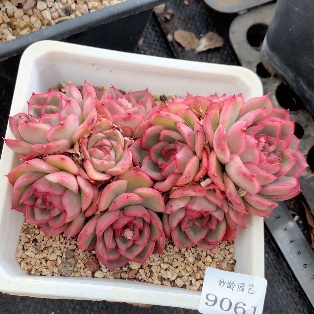 9061杂交多肉植物基地