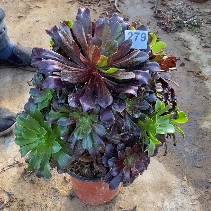 279欧若拉大手捧多肉