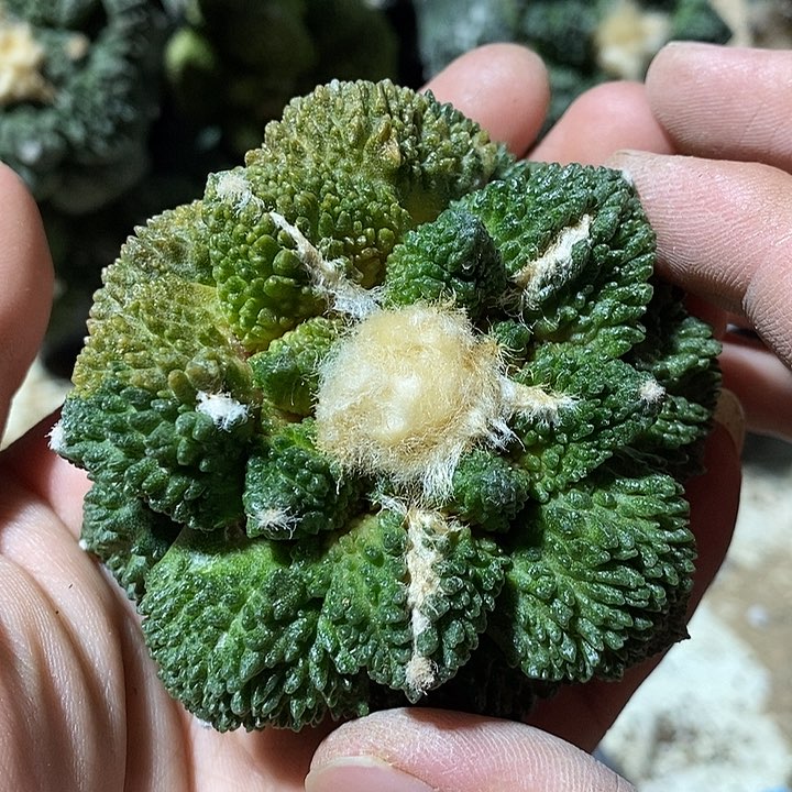 苗落已出根哥斯拉锦。直径7.8cm。349