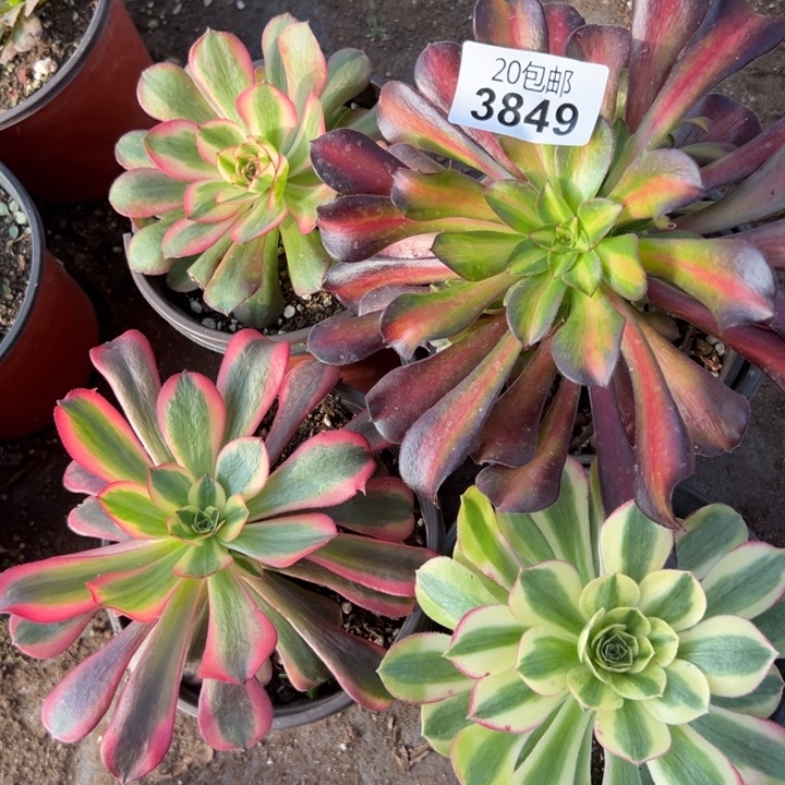 多肉植物3849种植物