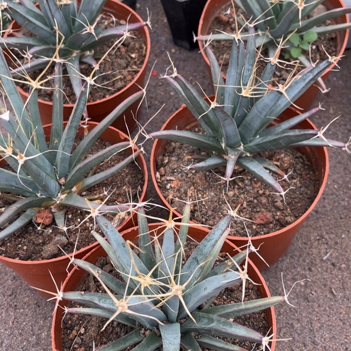 实生光山好养皮实好活