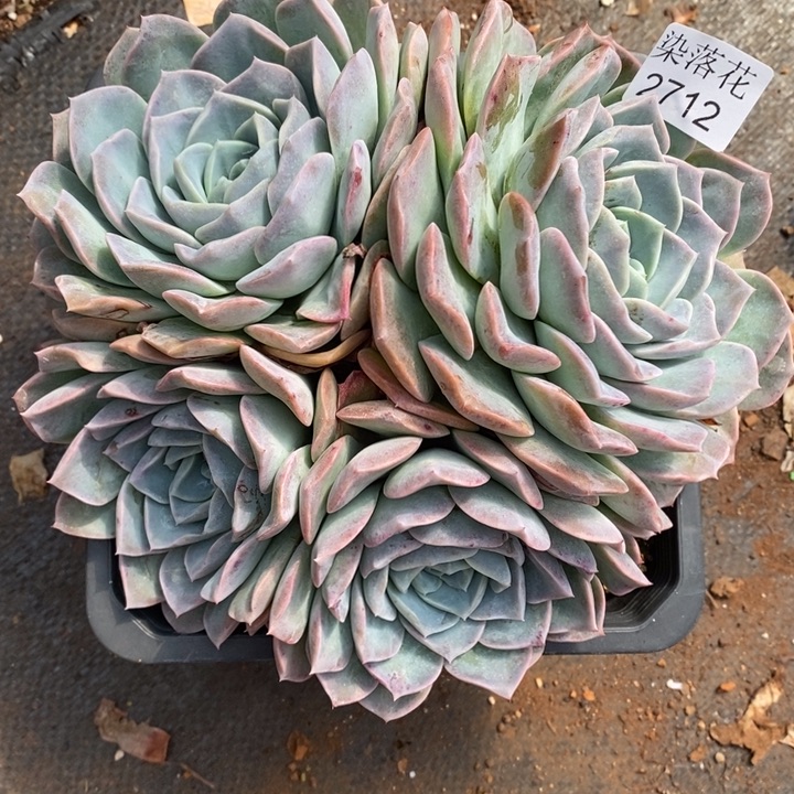 叮***5精品多肉植物2712