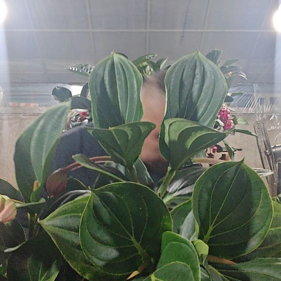 L***王无花朵宝莲灯花基地发货