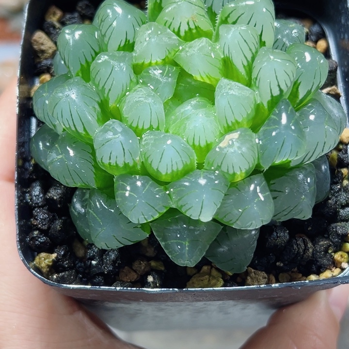 十二卷多肉实生玉露