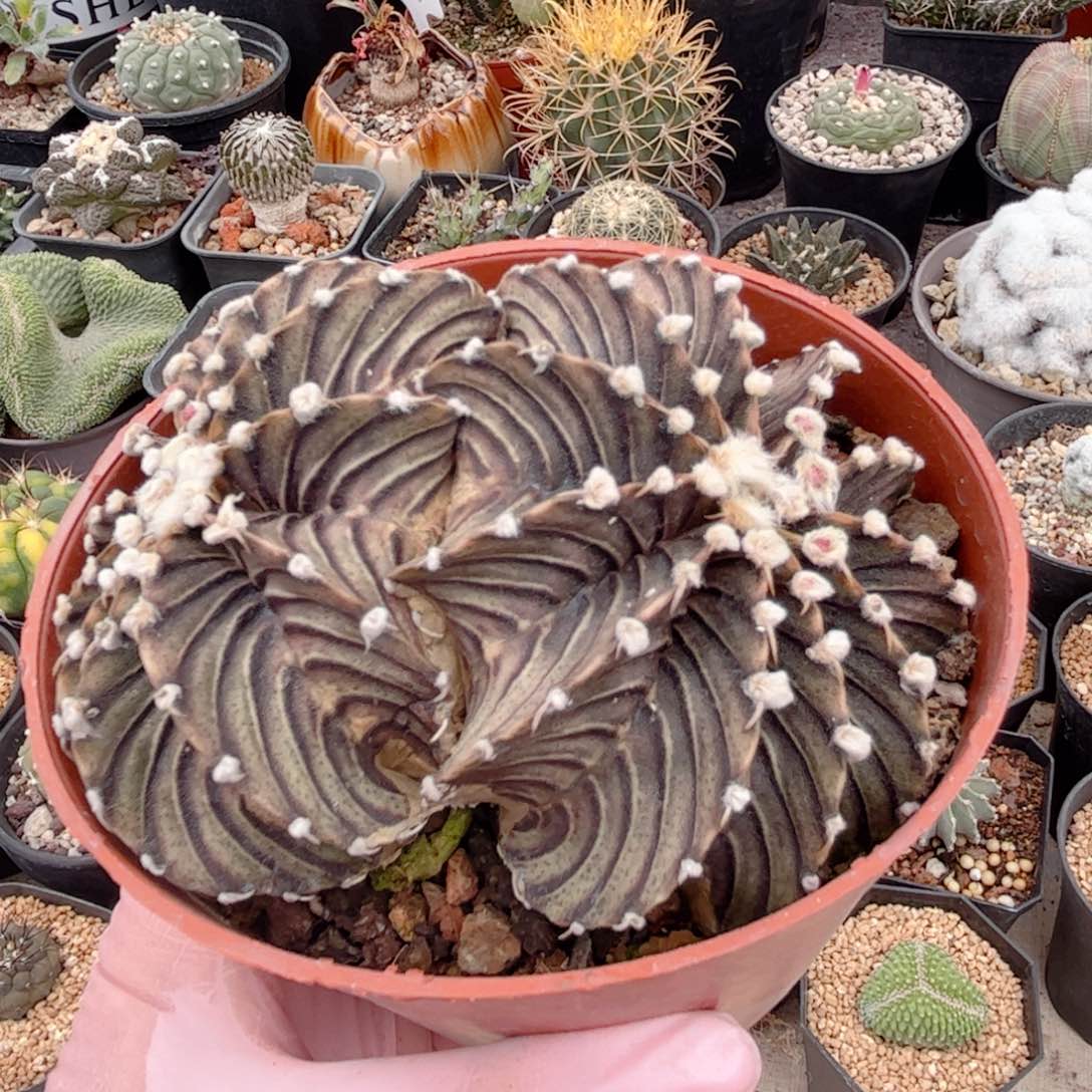 实生 双头肋骨牡丹