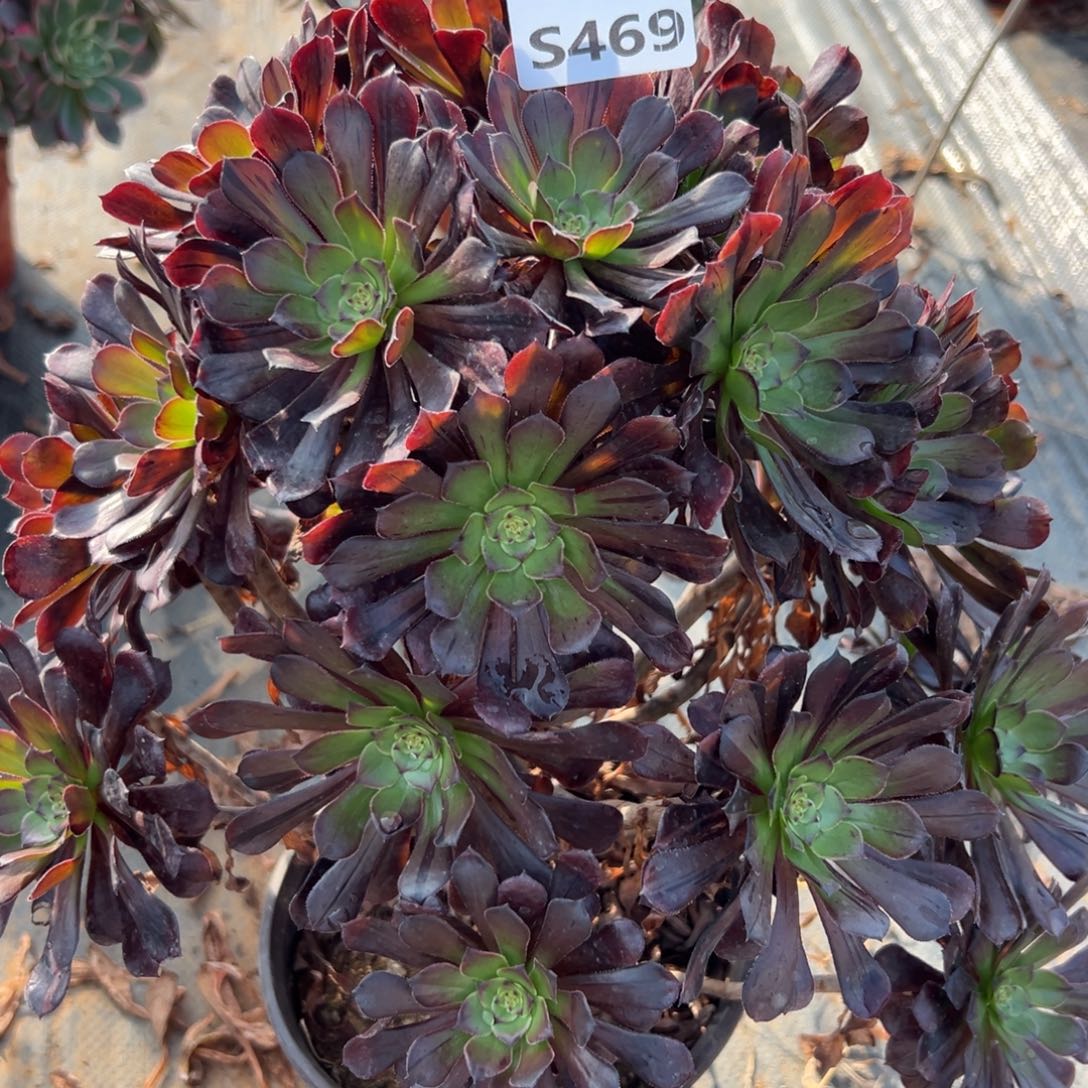 469黑铜拉丝，满20包邮嘟叮熊