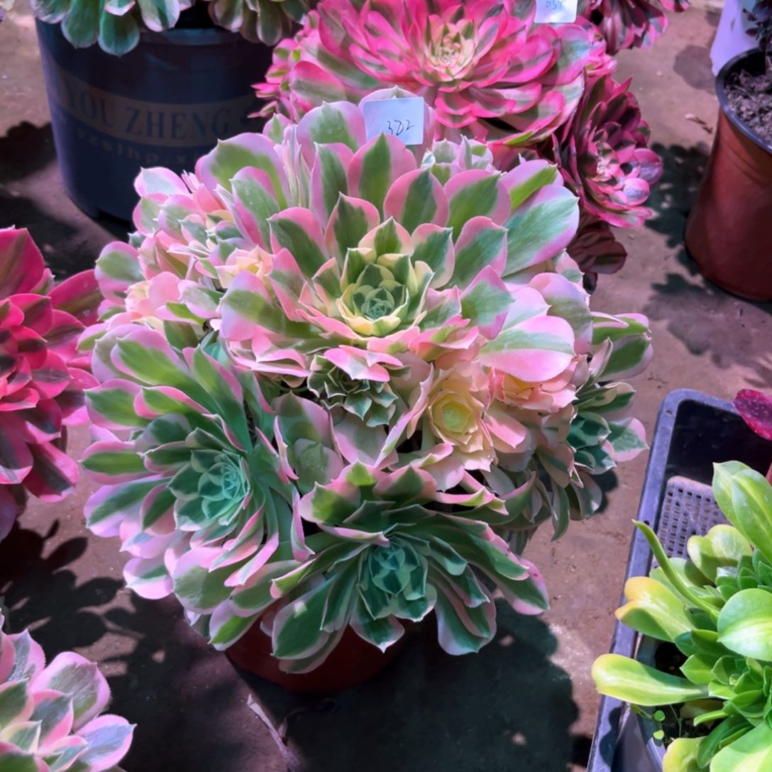 多肉植物白凤382