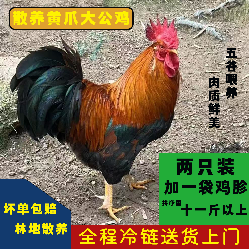 （林间散养）两只黄爪大公鸡加一斤鸡胗共净重11斤半左右
