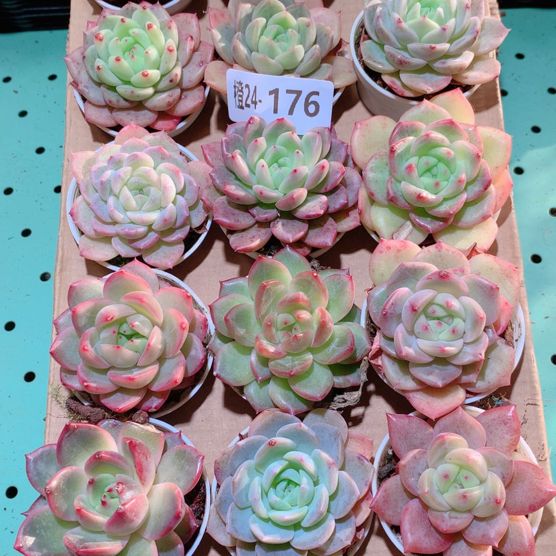 24-176一物一拍多肉带盆18颗