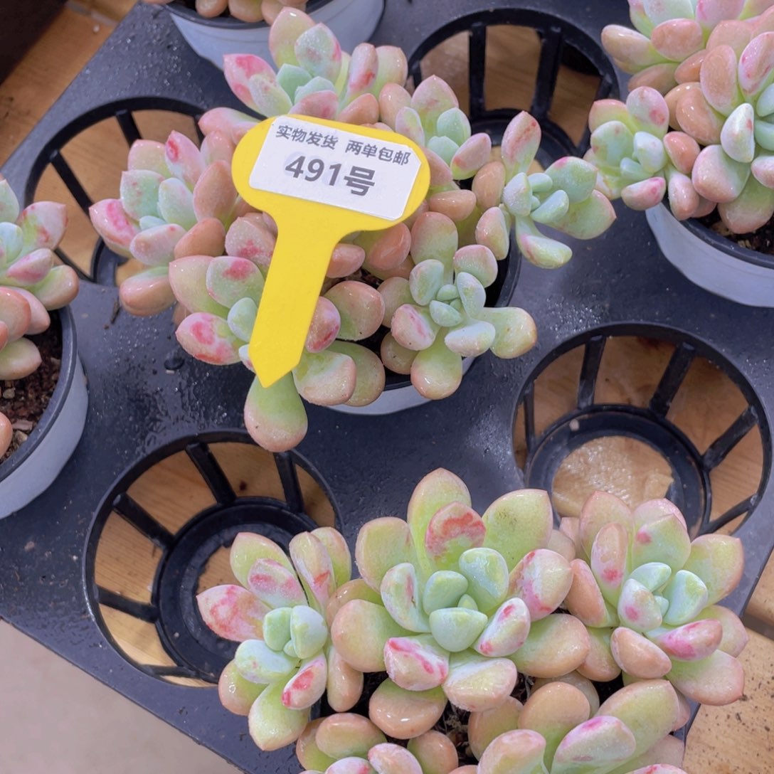 491号 老桩花斑鹭多头群一个