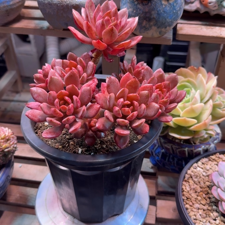 雪蛋多肉植物dfffcc