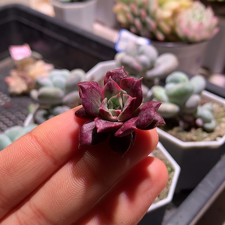 罗西马锦锦锦锦侧芽