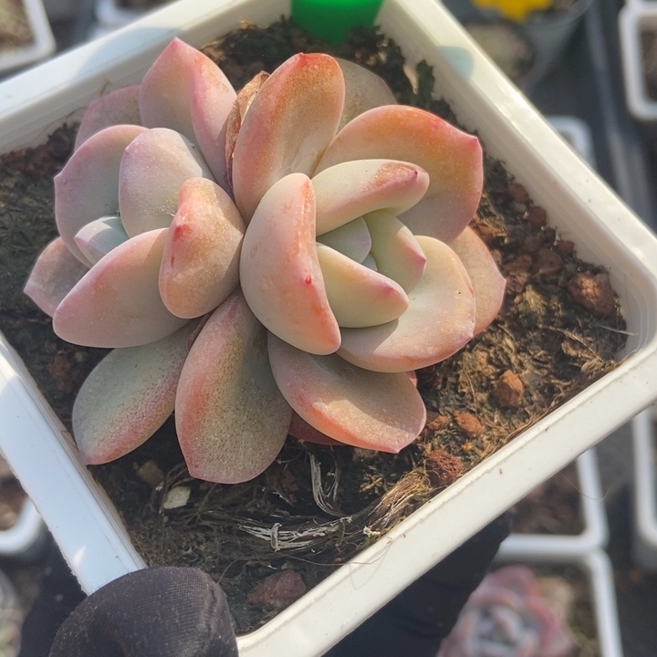 625奶茶多肉植物保护