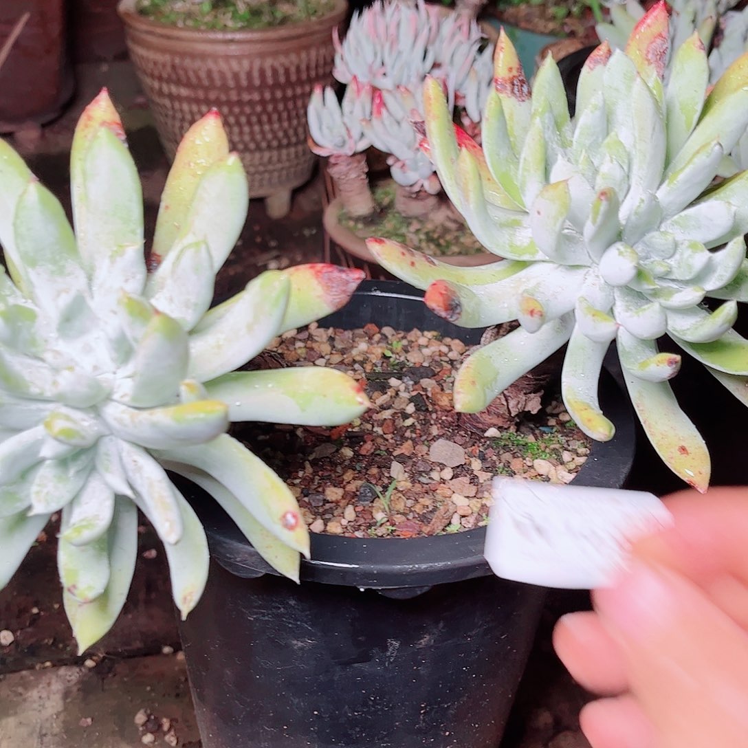 1696苹果拇指多肉