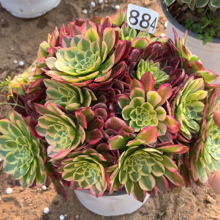 884多肉植物朝霞