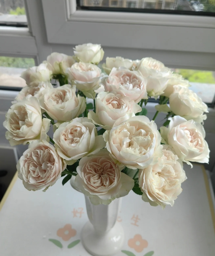 【新疆花之溪】奶茶玫瑰