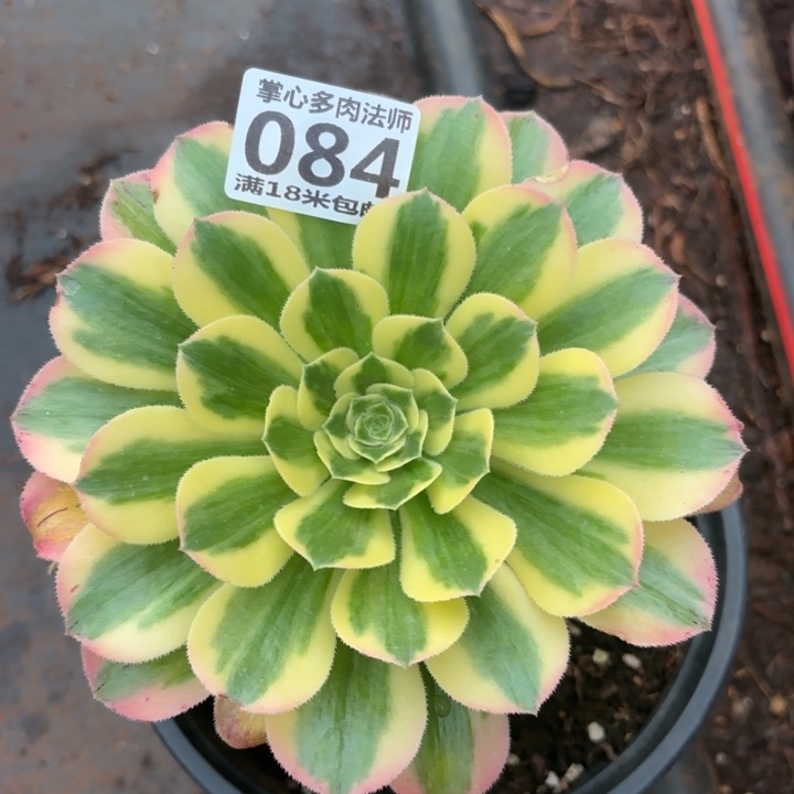 084迈巴赫捧花掌心多肉法师锦