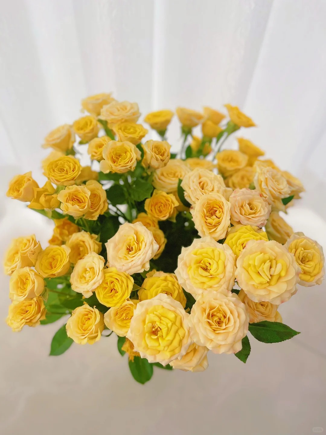 【梦幻芭比】多头玫瑰（全场同一地址两单顺丰冷链包邮噢~）