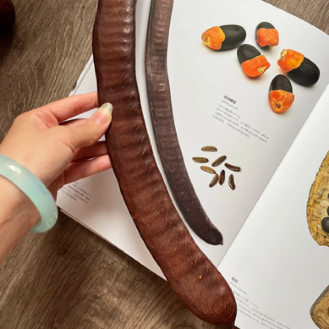 凤凰木。全场满99包邮