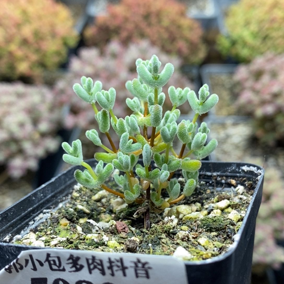 实生莱斯5080枝干番杏