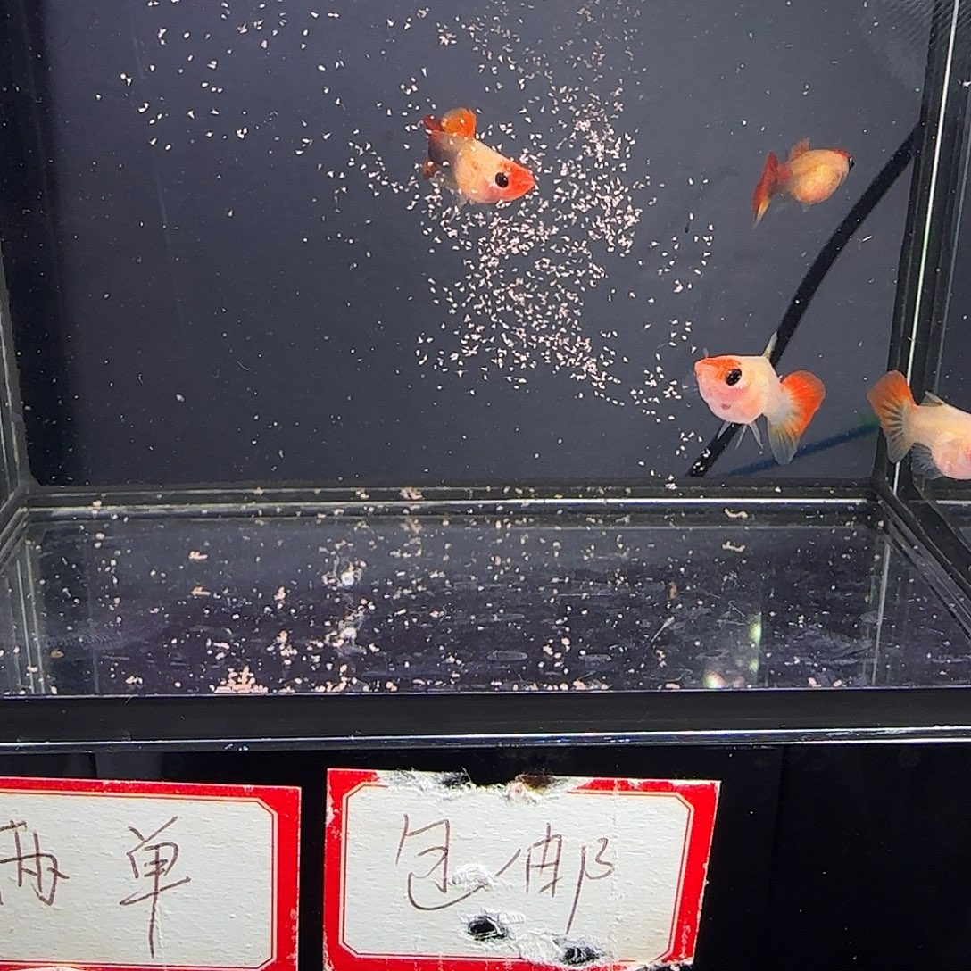 孔雀鱼深海蓝玻璃猫两对