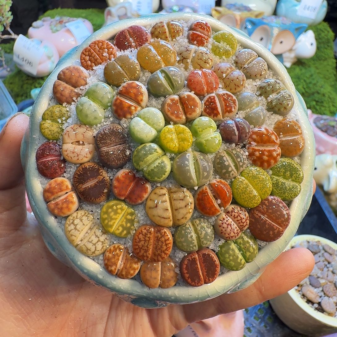 多肉植物福利冲1450