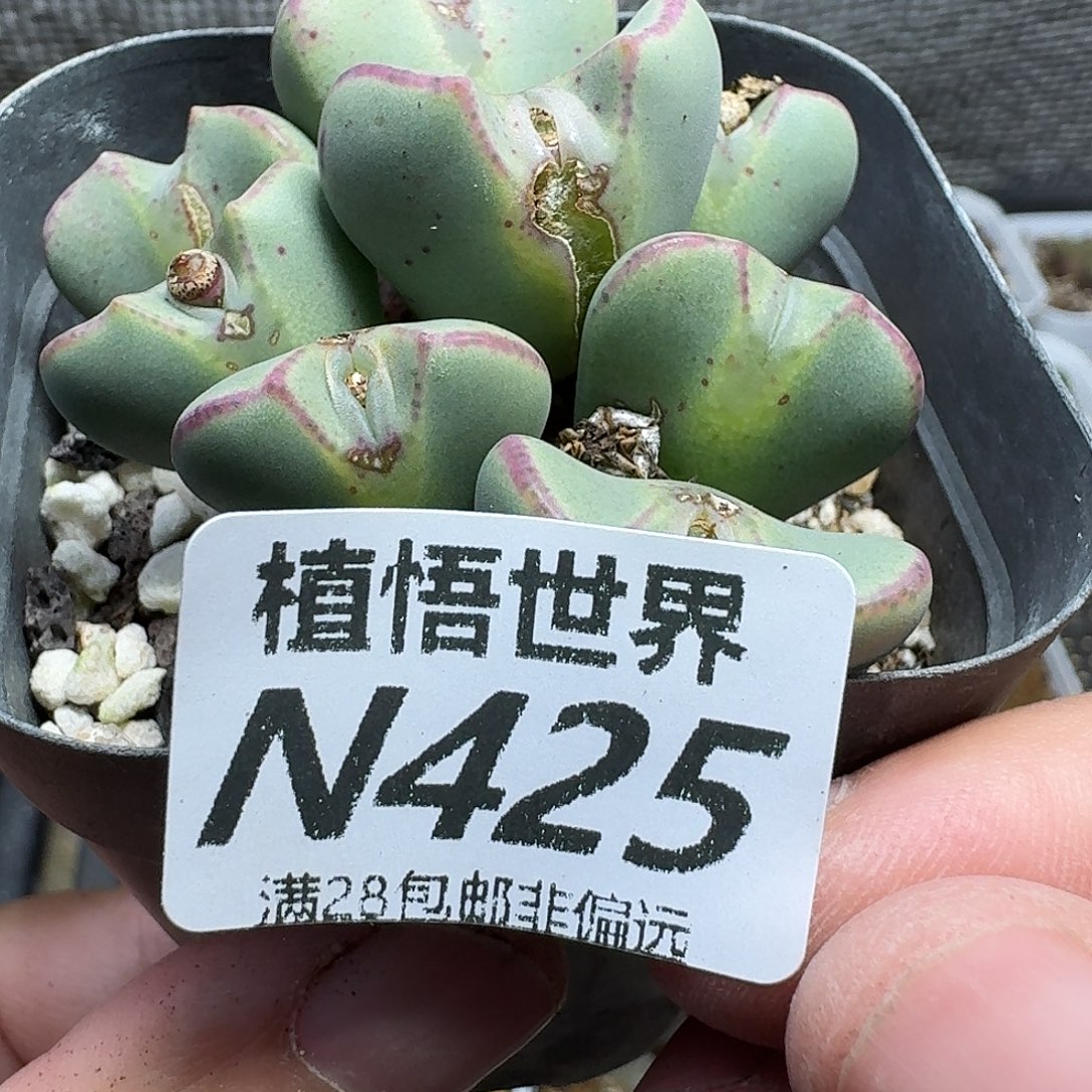 多肉植物的润泽fgbb