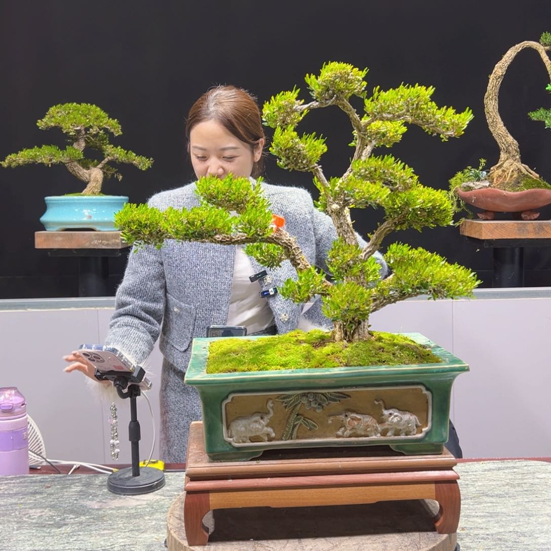 绿植黄杨盆景盆景