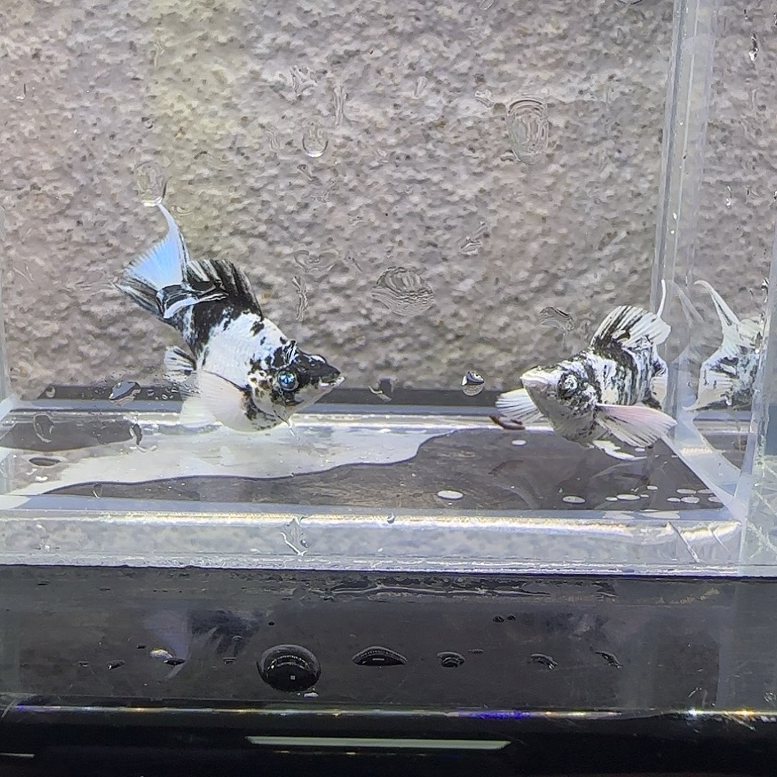 黑玛丽鱼水墨玛丽。46号