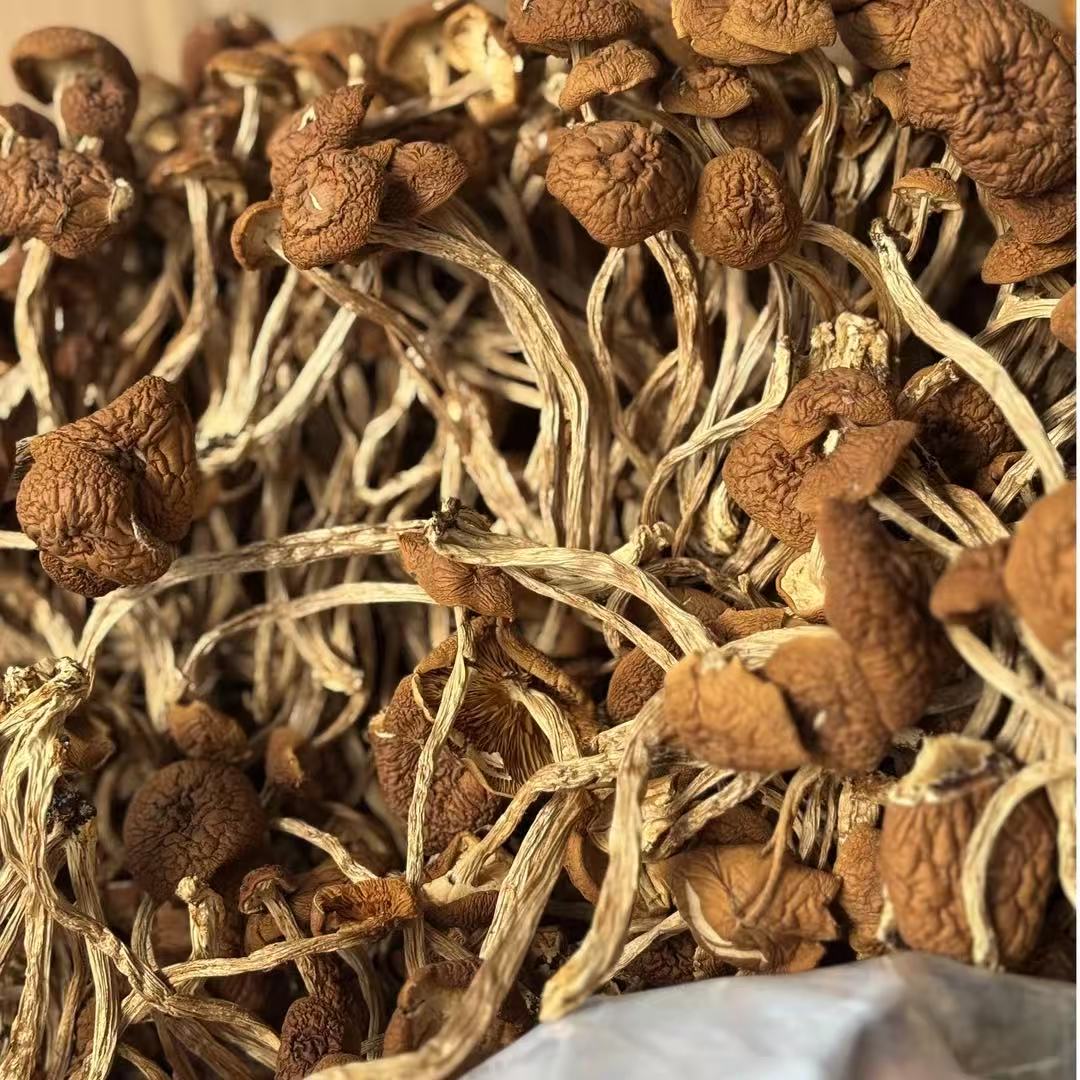 四川菌王 高山嫩仔茶树菇 未开伞整根 新货干货