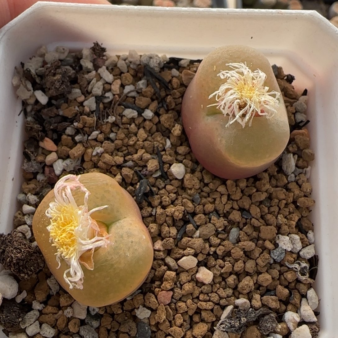 12.3。爱萌多肉生石花。毛清盒。2007