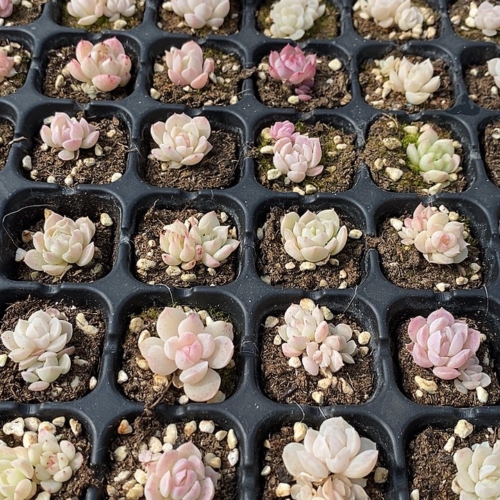 67 多肉植物盆栽花卉