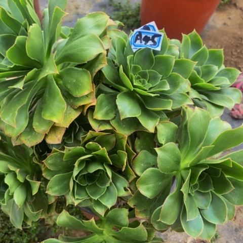 君美丽朵朵多肉45多肉