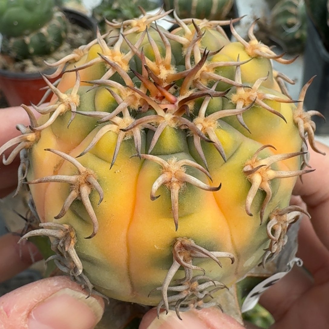 【闪购商品】苗接密刺猫爪锦920