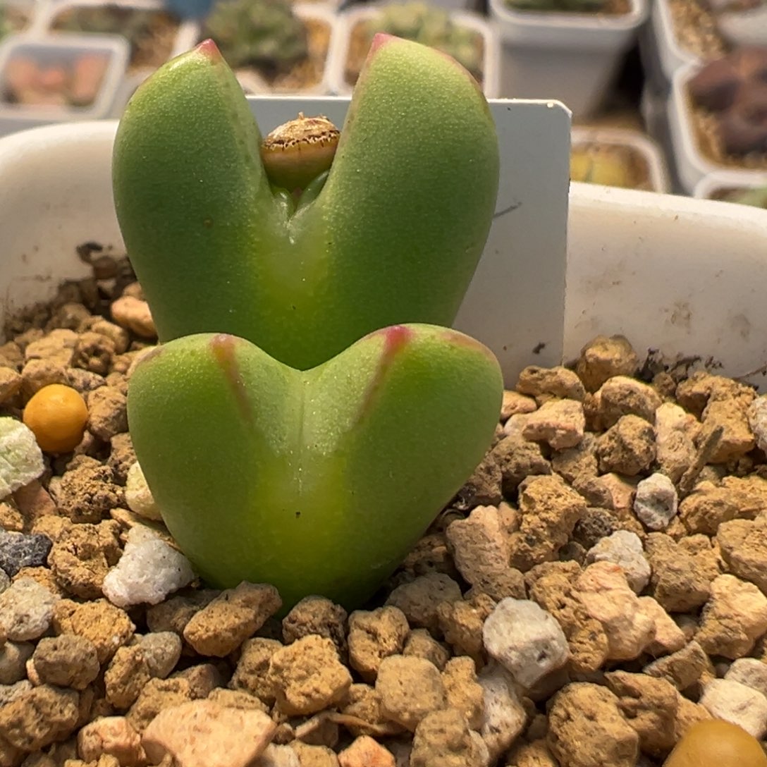 32多肉植物百科知识