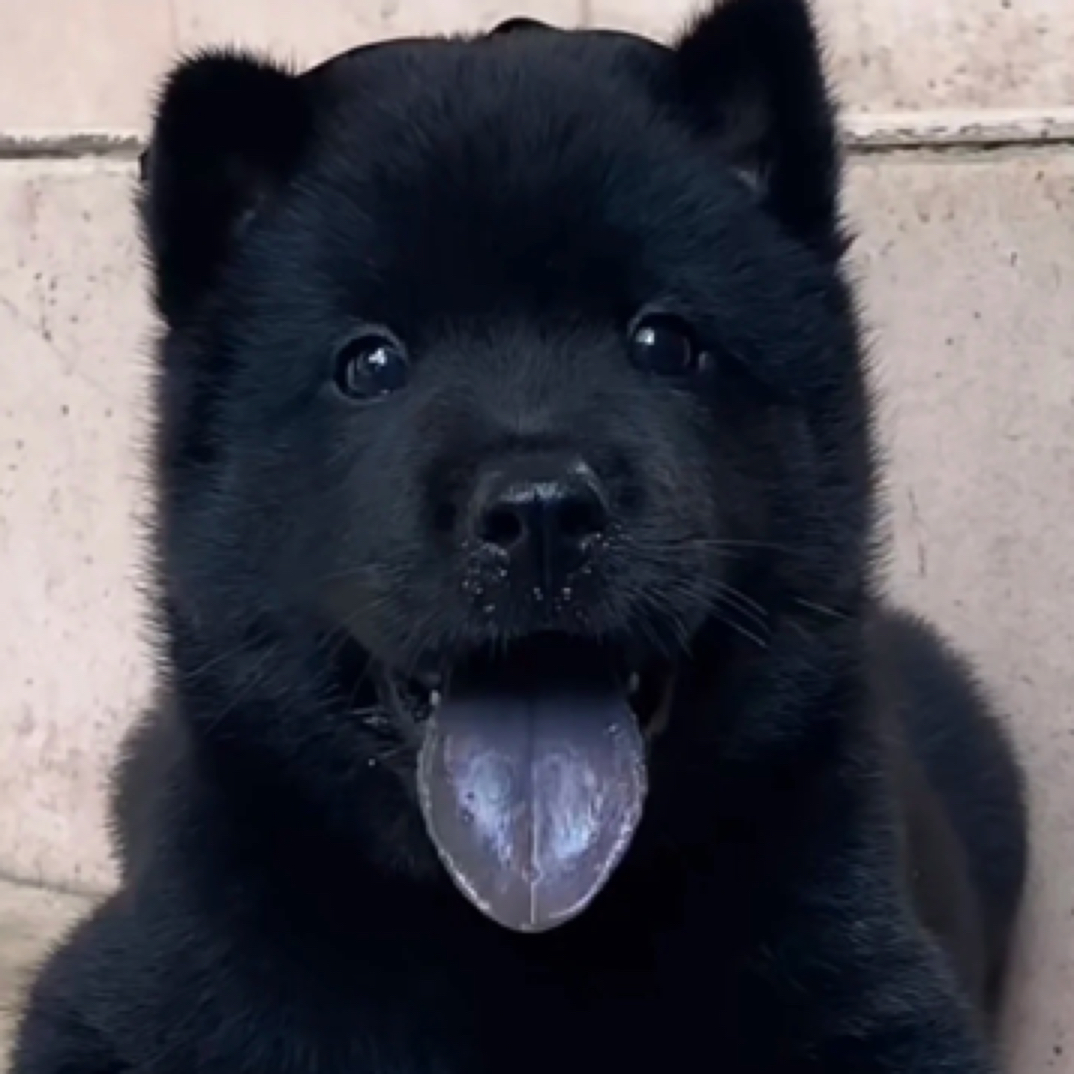 五黑犬四黑犬中华田园犬黑舌头花舌头黑毛发纯种广西土猎犬活体狗
