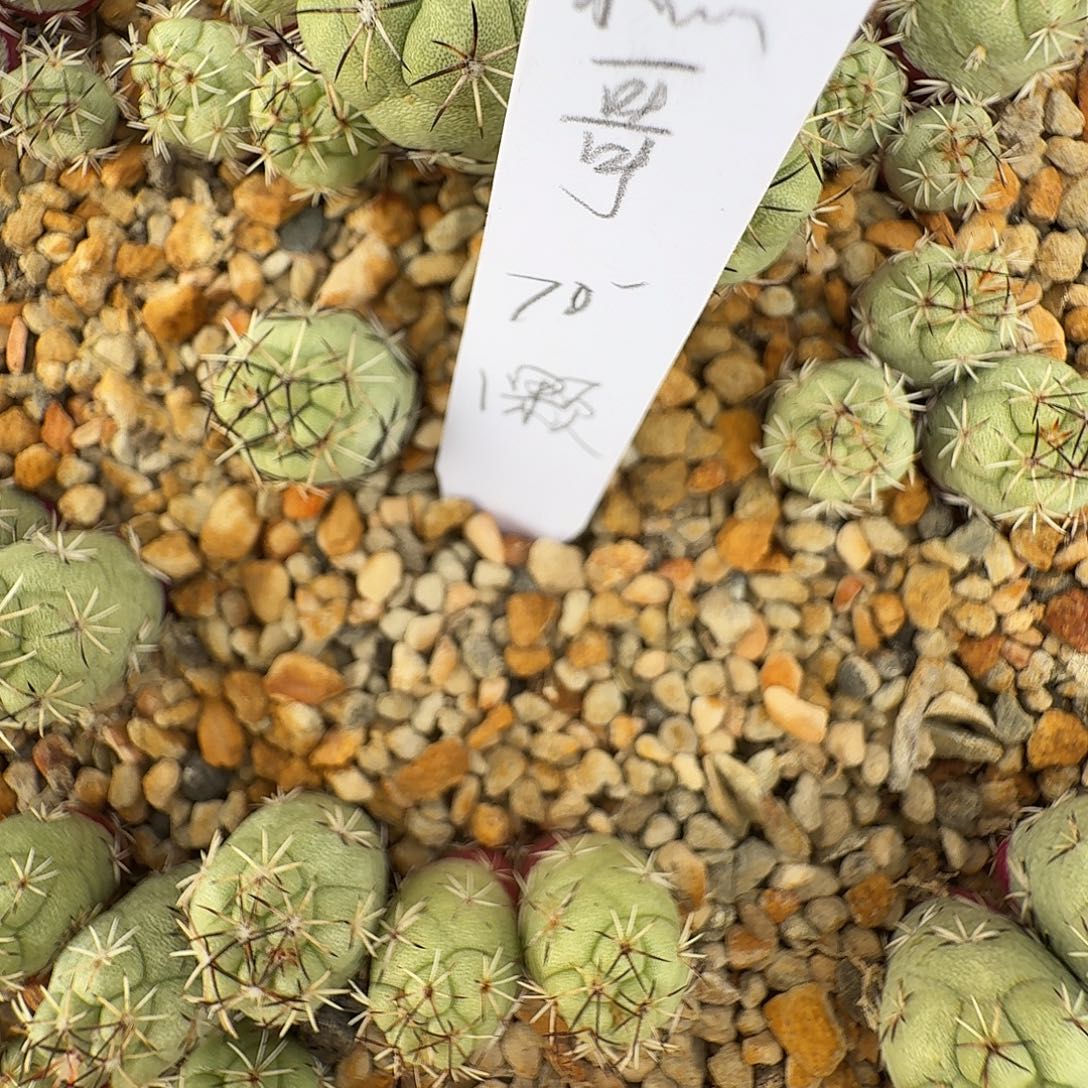 糕***公帝王丸1颗花花花花花