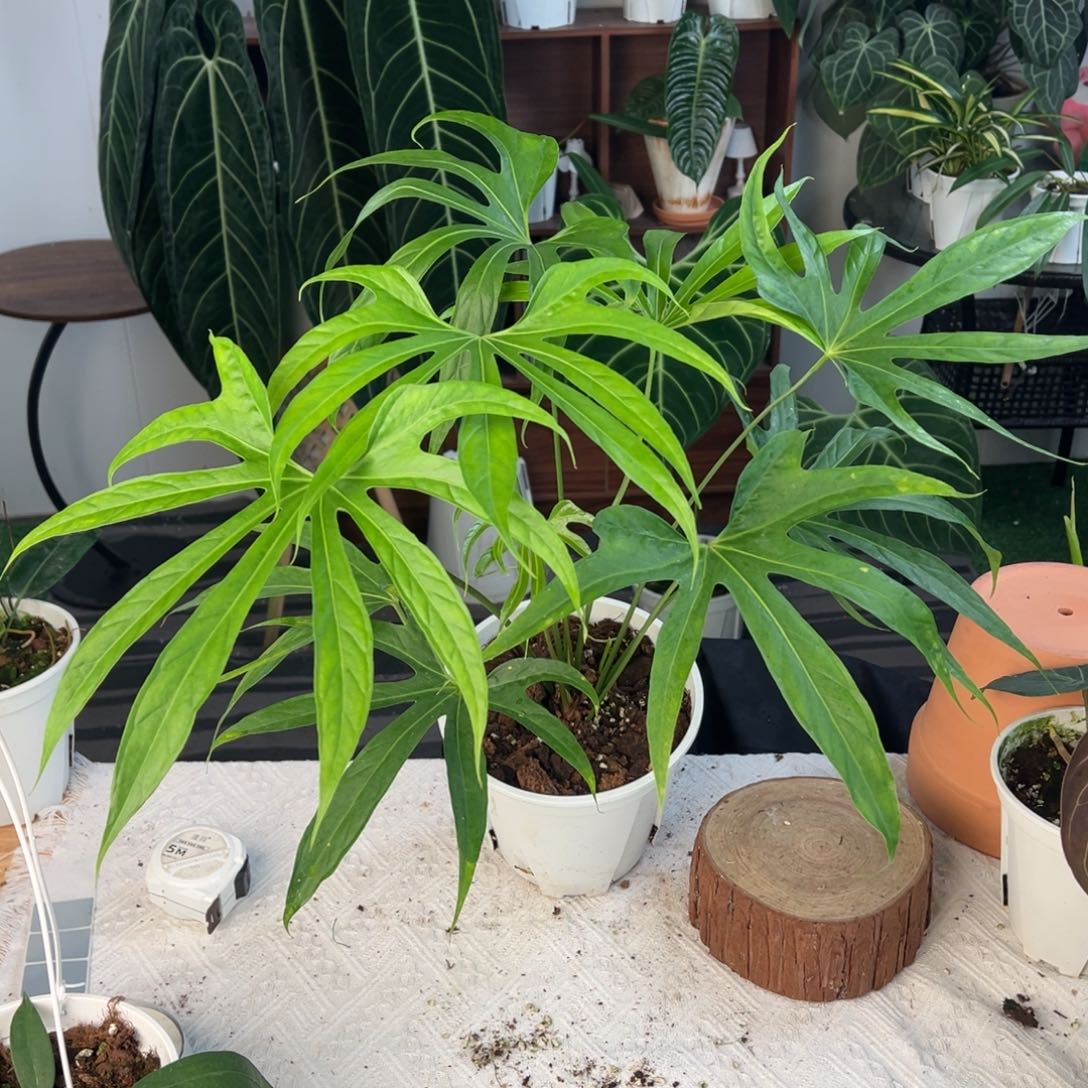 完全开放优选双株细叶掌裂